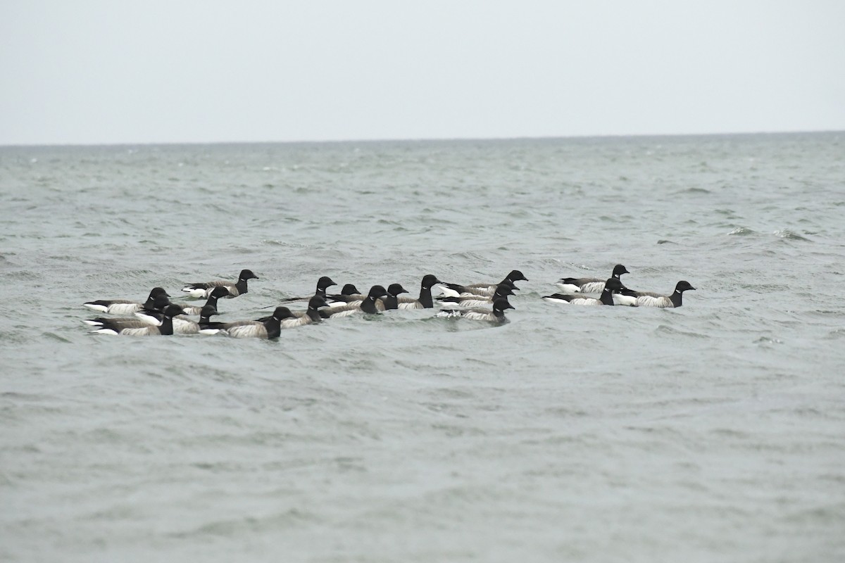 eBird Checklist - 13 May 2026 - Crane Beach (TTOR) - 55 species (+1 ...