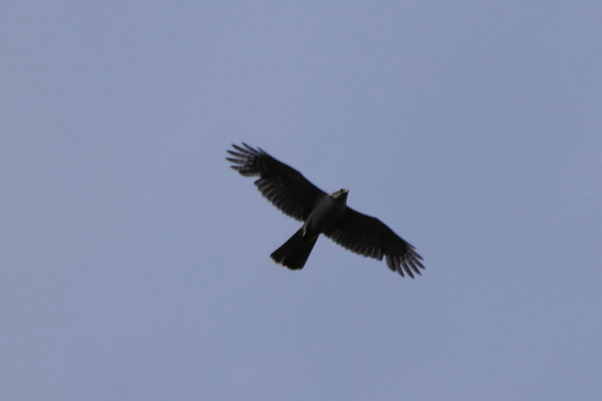 American Goshawk - ML657419799