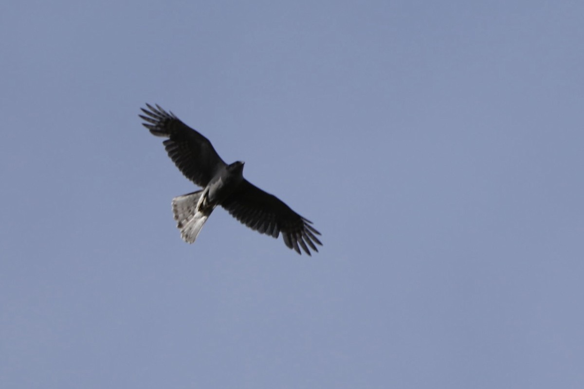 American Goshawk - ML657419800