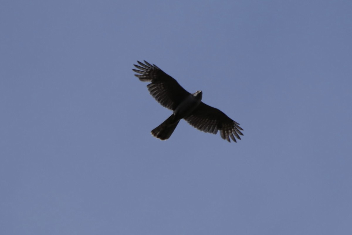 American Goshawk - ML657419801
