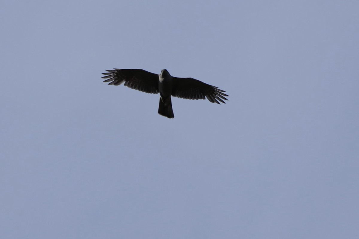American Goshawk - ML657419802