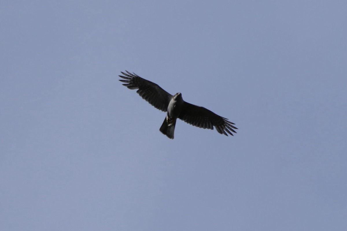 American Goshawk - ML657419803