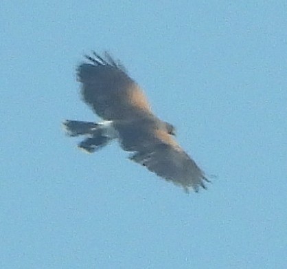 Harris's Hawk - ML657419845