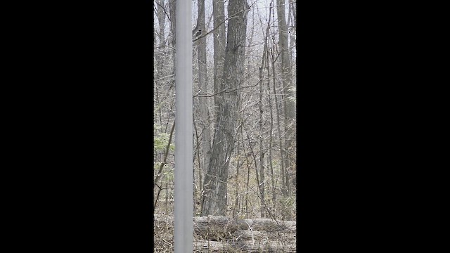 Тиран королівський - ML657420907