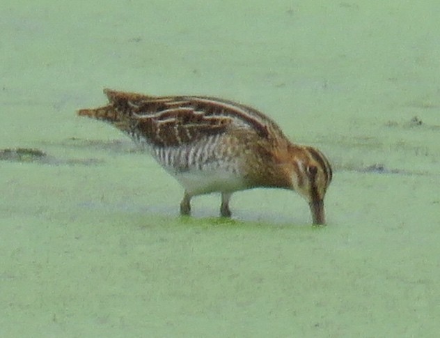 Wilson's Snipe - ML65742141