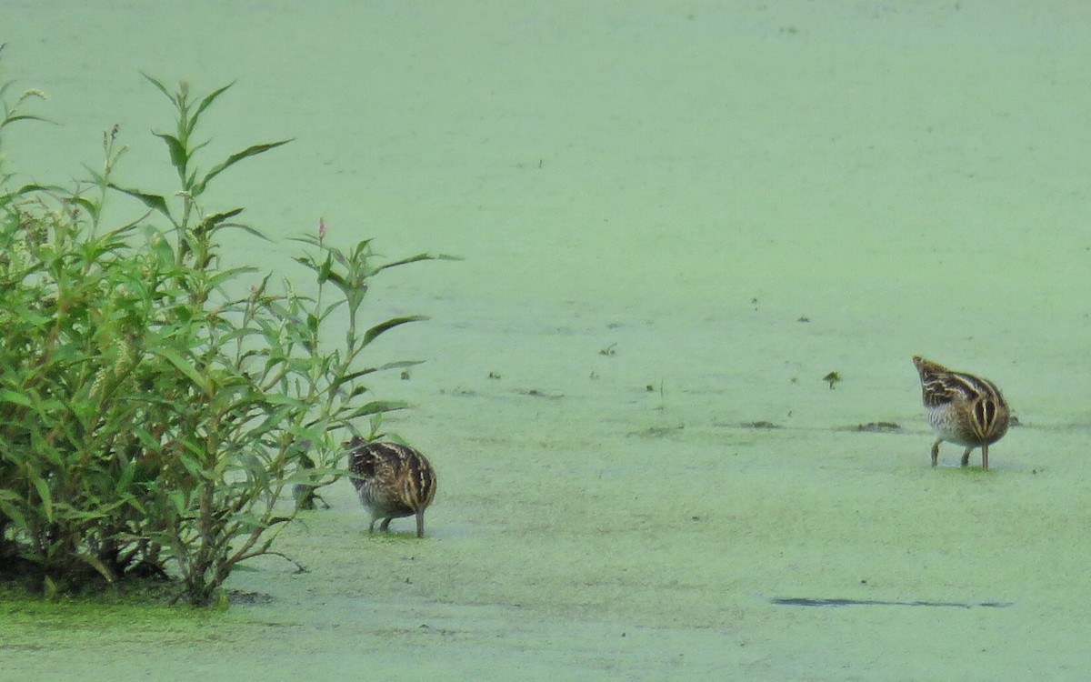 Wilson's Snipe - ML65742151