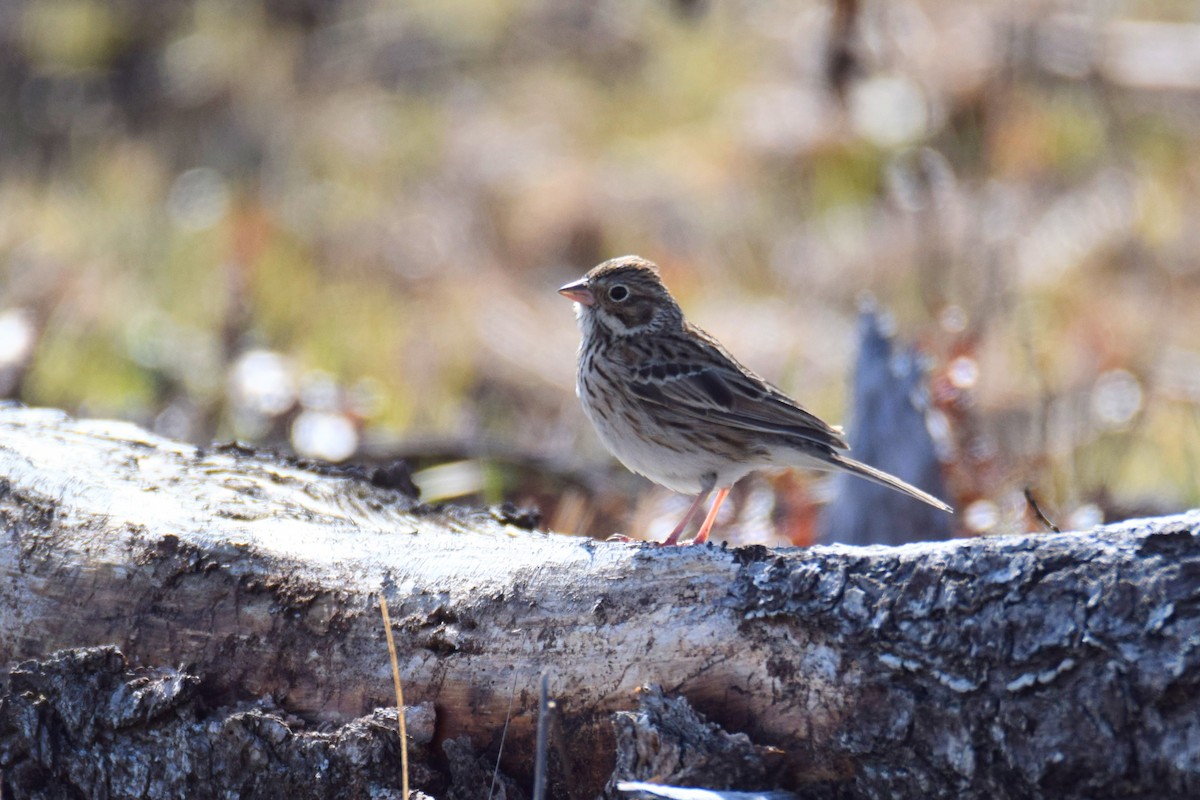 Vesper Sparrow - ML657422144