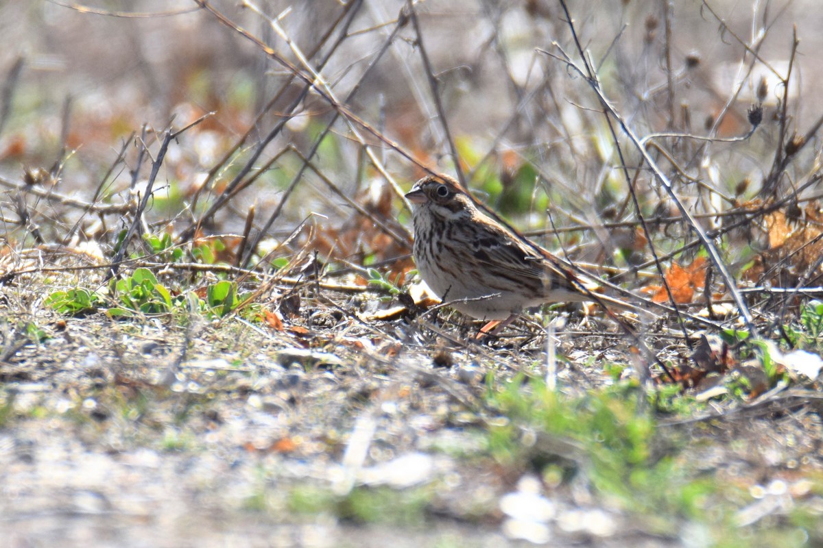 Vesper Sparrow - ML657422165
