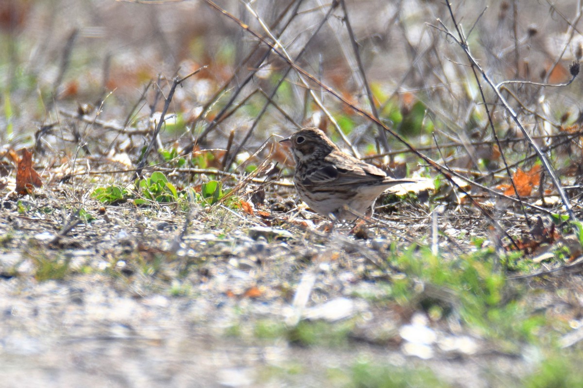Vesper Sparrow - ML657422166