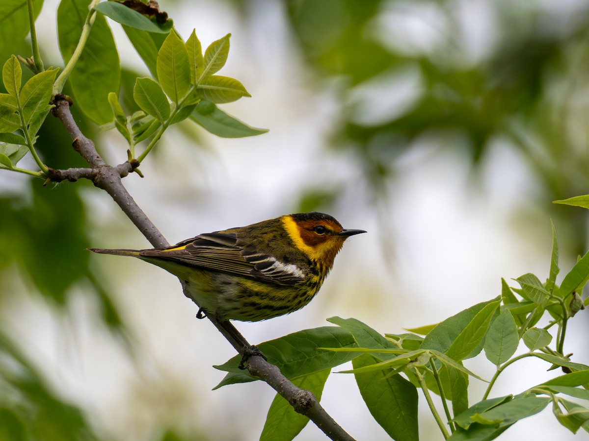 Cape May Warbler - ML657423010