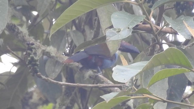 Black-billed Mountain-Toucan - ML657423064