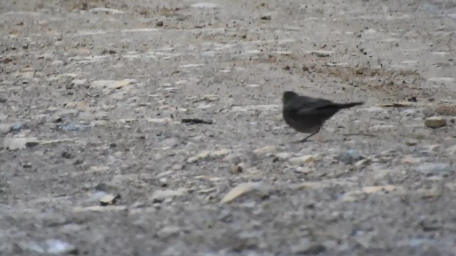 Slaty-backed Nightingale-Thrush - ML657423282