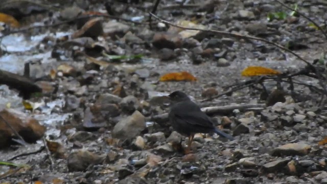Slaty-backed Nightingale-Thrush - ML657423349