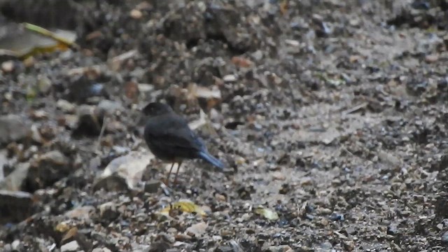 Slaty-backed Nightingale-Thrush - ML657423388