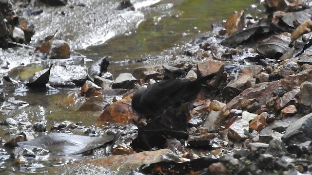 Slaty-backed Nightingale-Thrush - ML657423464