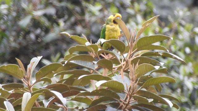Yellow-eared Parrot - ML657423536
