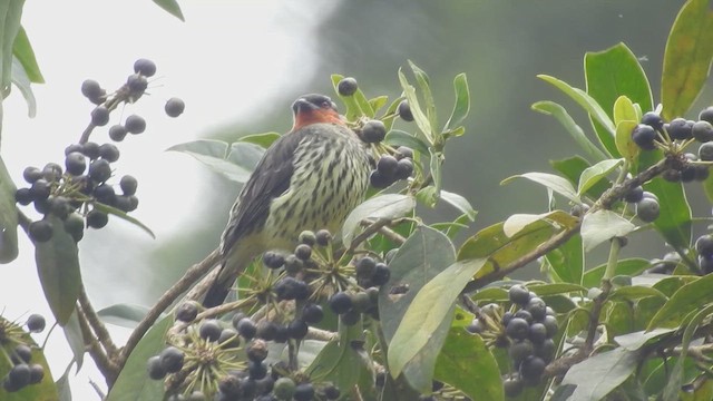 Chestnut-crested Cotinga - ML657424110