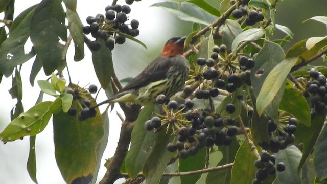 Chestnut-crested Cotinga - ML657424175