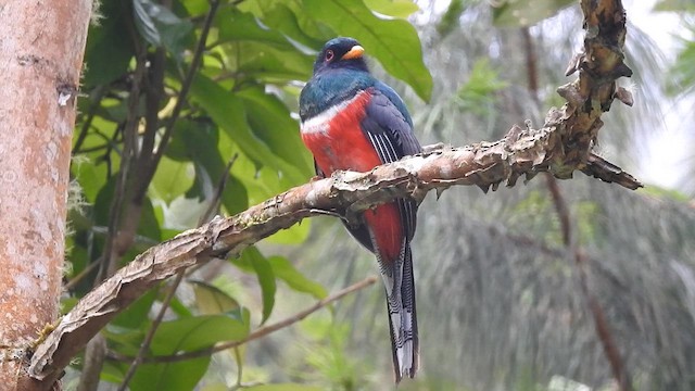 Masked Trogon - ML657424572