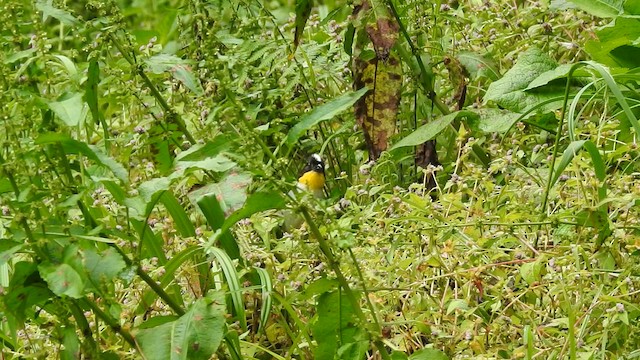 White-naped Brushfinch - ML657424689