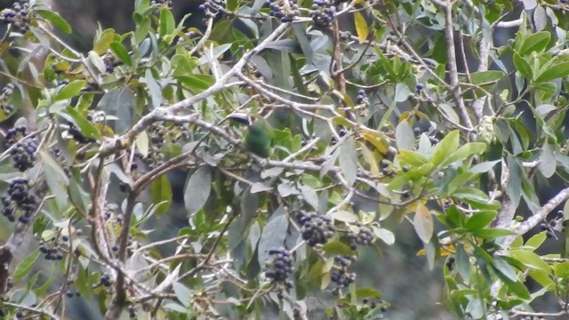 Southern Emerald-Toucanet - ML657424708