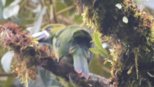 Southern Emerald-Toucanet - ML657424827