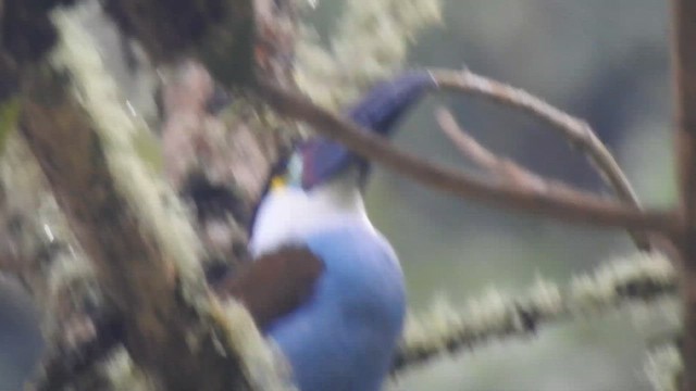 Black-billed Mountain-Toucan - ML657424892