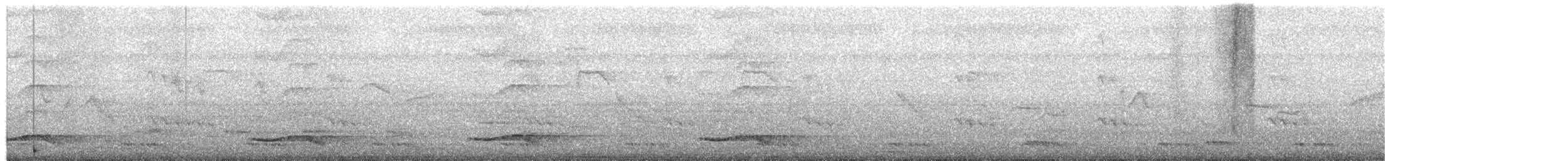 קואל אסייתי - ML657425033