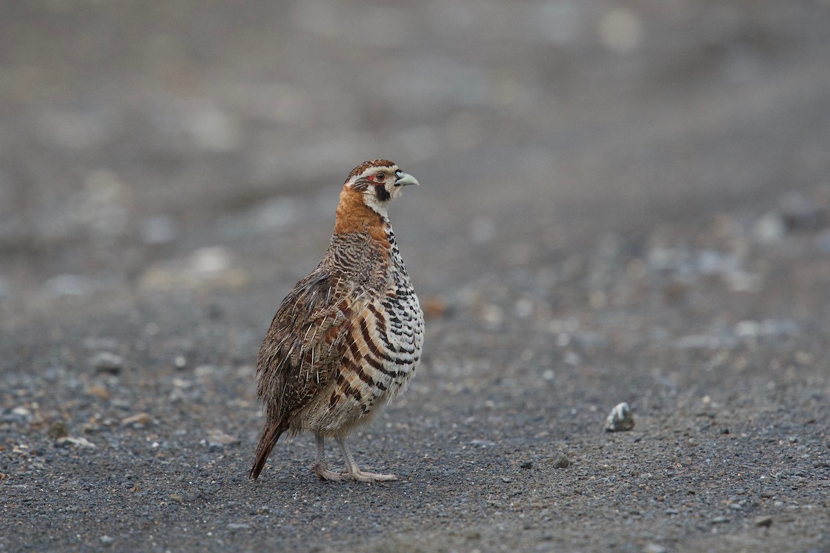 Tibetan Partridge - ML65742531