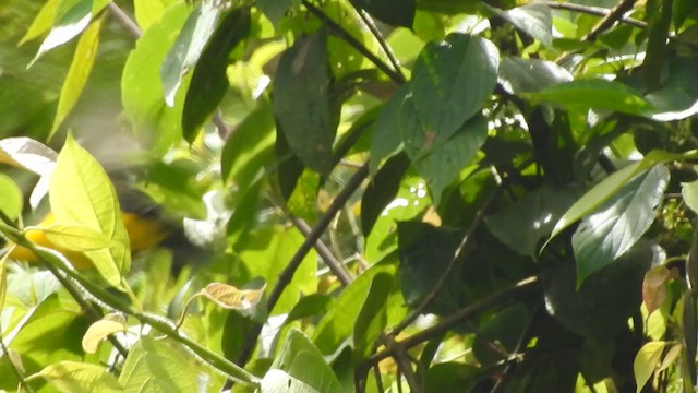 Blue-winged Mountain Tanager - ML657425322