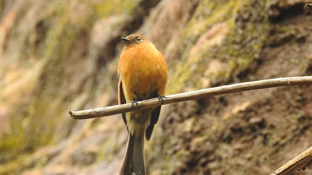 Cinnamon Flycatcher - ML657425381