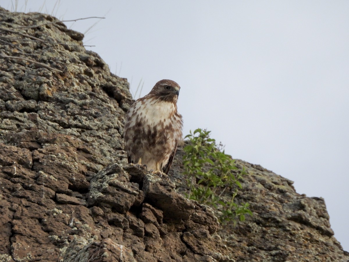 Red-tailed Hawk - ML657425398