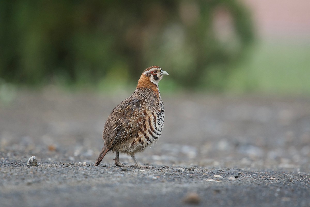 Tibetan Partridge - Anonymous