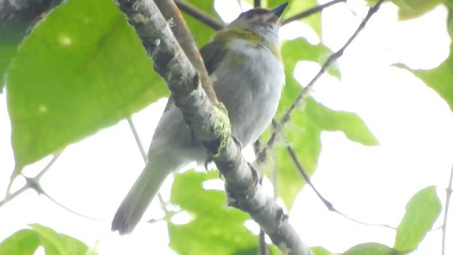 Black-billed Peppershrike - ML657425442