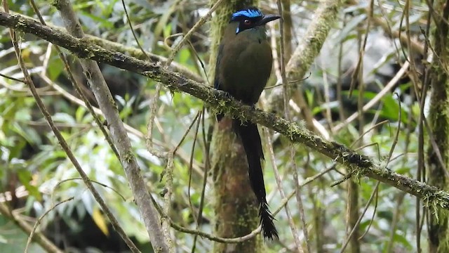 Andean Motmot - ML657425486