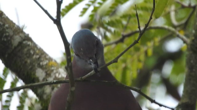 Pale-vented Pigeon - ML657425543