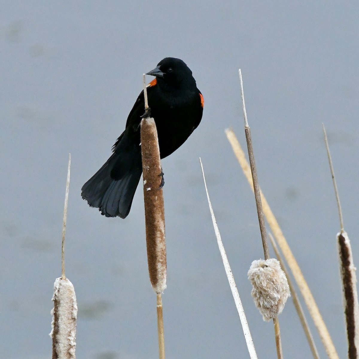 Red-winged Blackbird - ML657425687