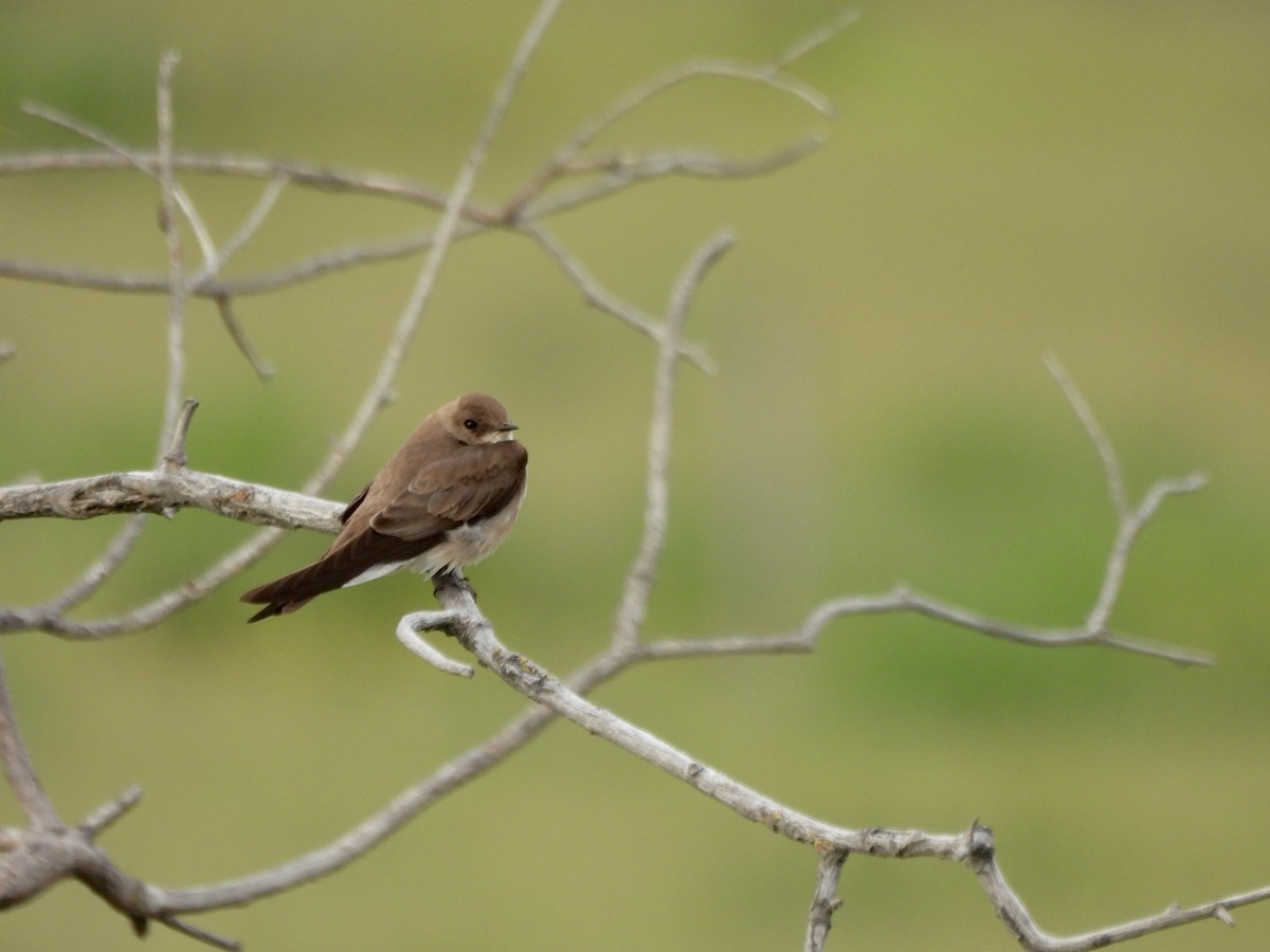 Northern Rough-winged Swallow - ML657425707