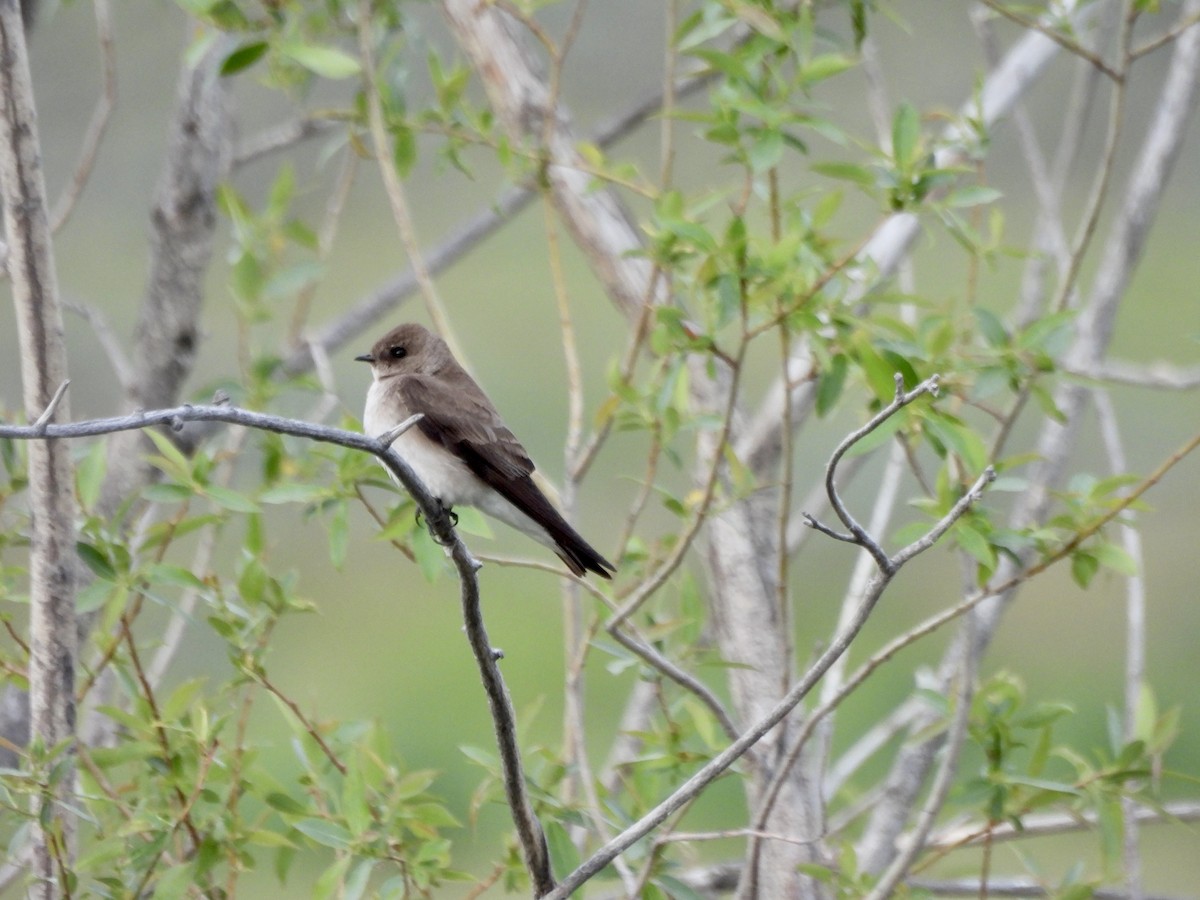 Northern Rough-winged Swallow - ML657425708