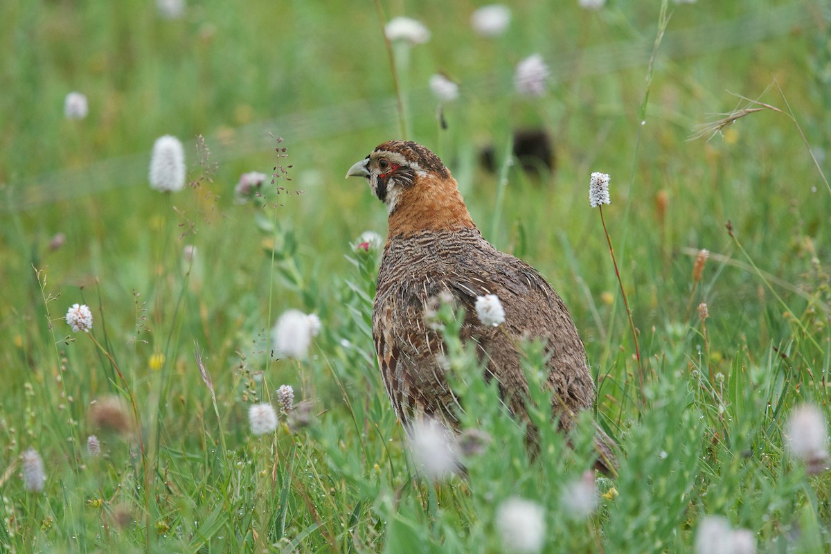 Tibetan Partridge - ML65742571