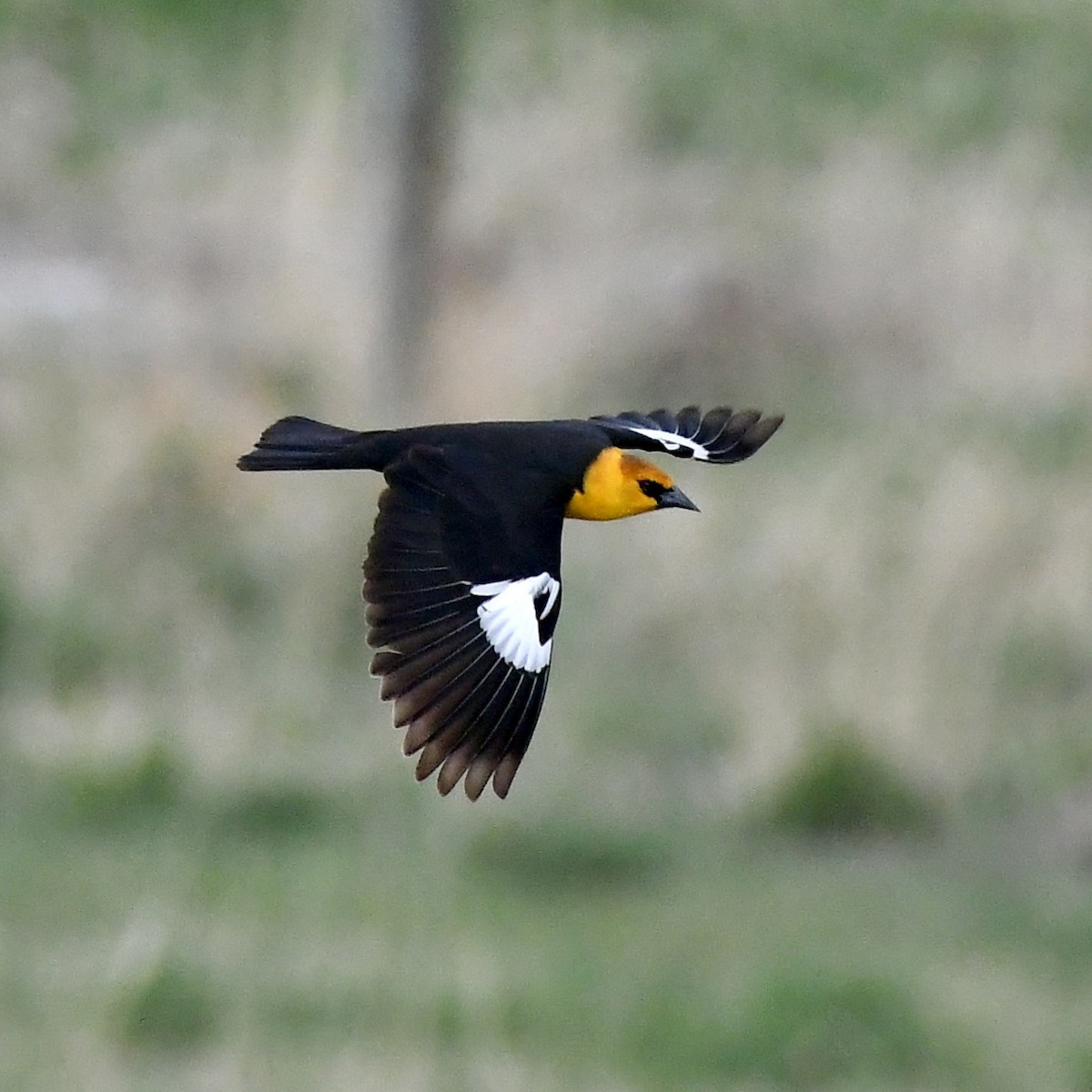 Yellow-headed Blackbird - ML657425774
