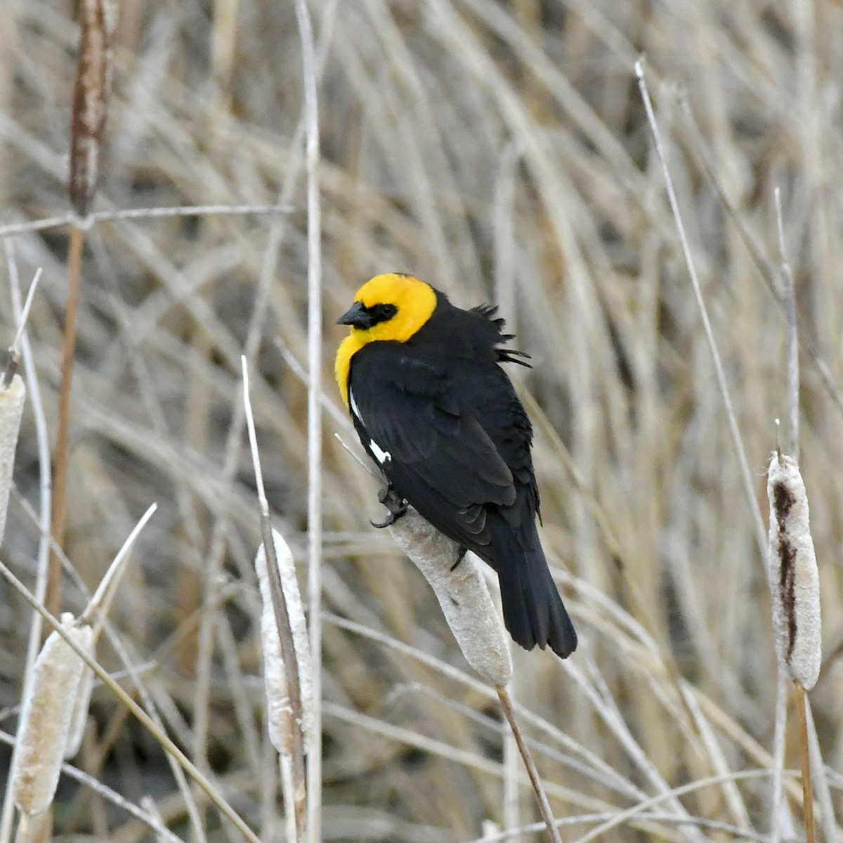 Yellow-headed Blackbird - ML657425775