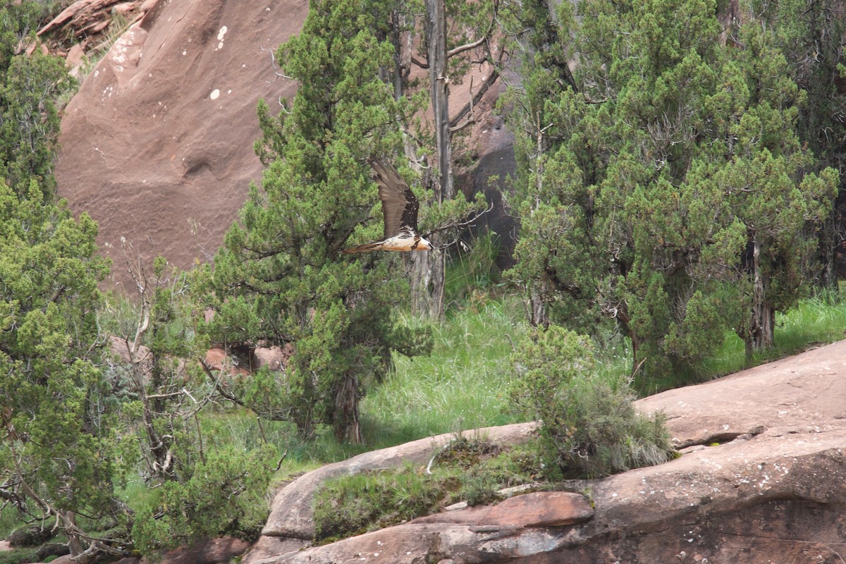 Bearded Vulture - ML65742581