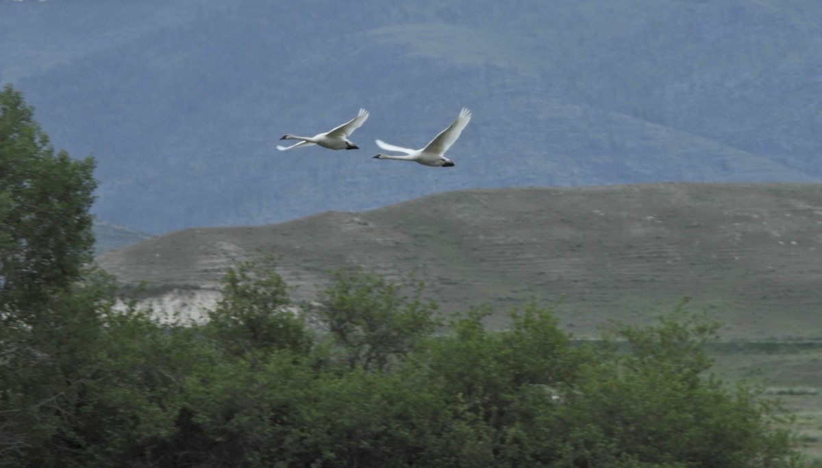 Trumpeter Swan - ML657426349