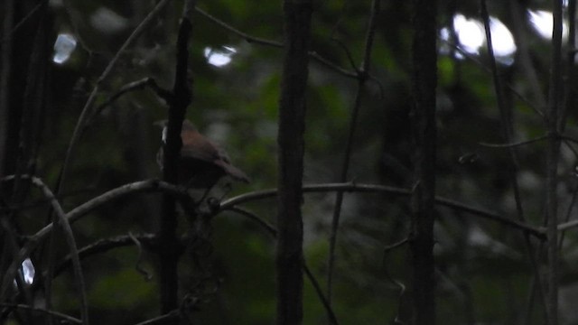 Antioquia Wren - ML657426600