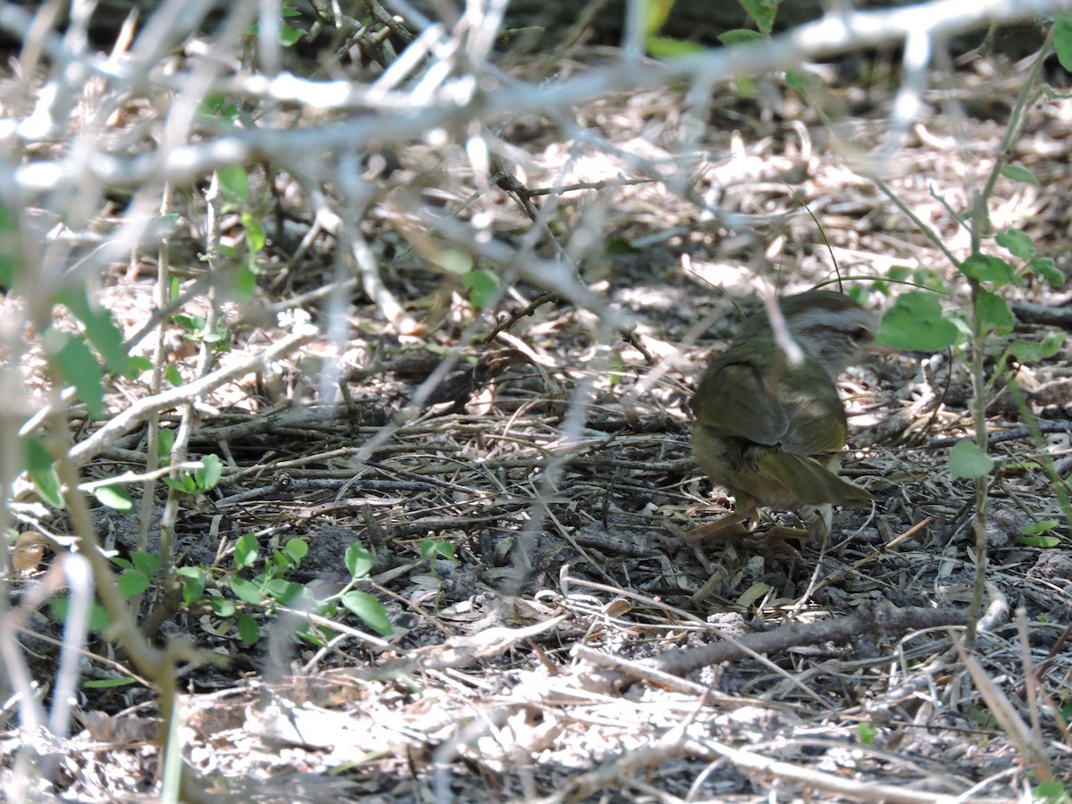 Olive Sparrow - ML657426606