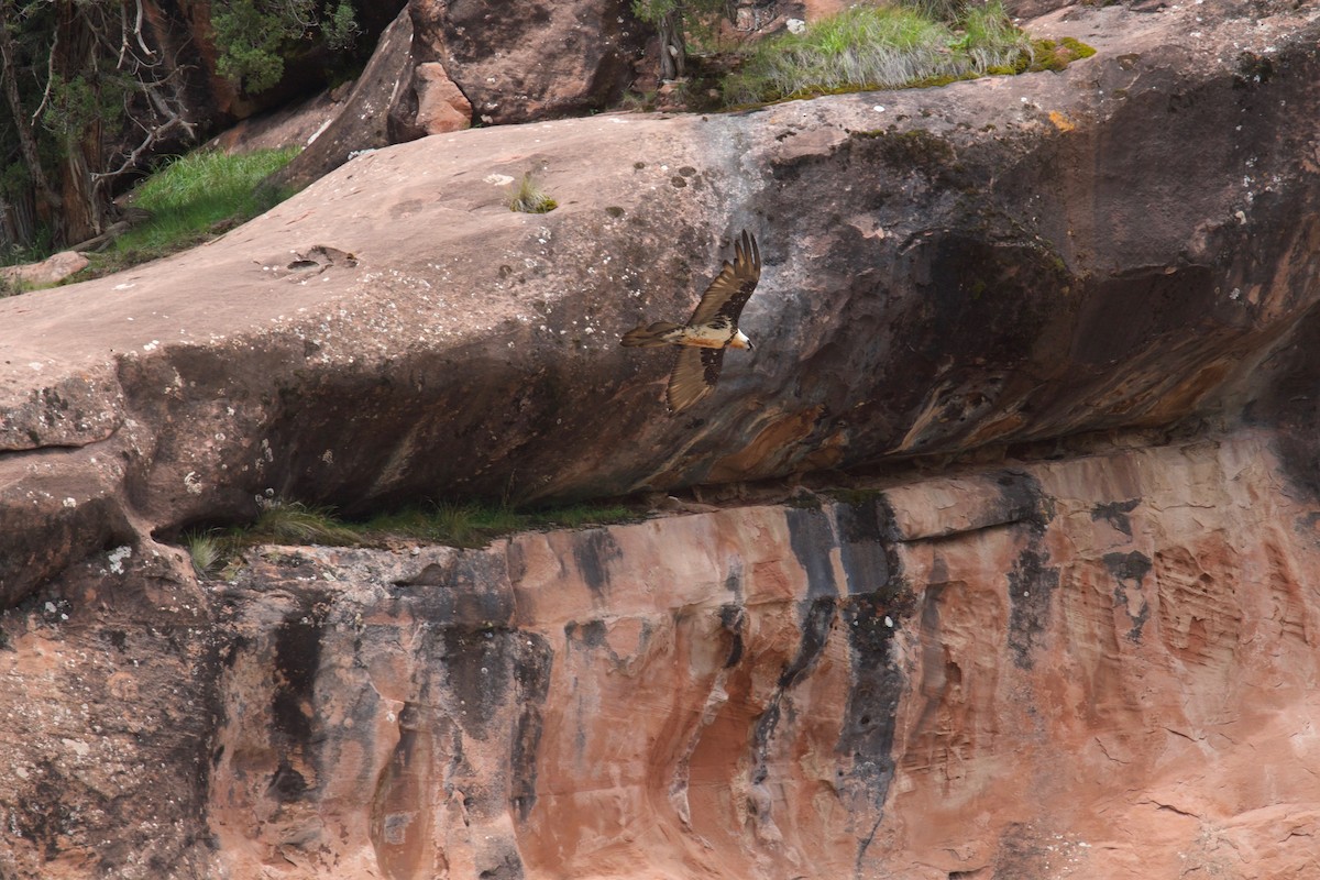 Bearded Vulture - ML65742661