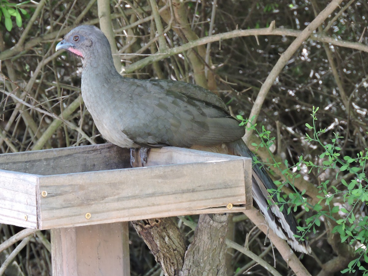 Plain Chachalaca - ML657426617