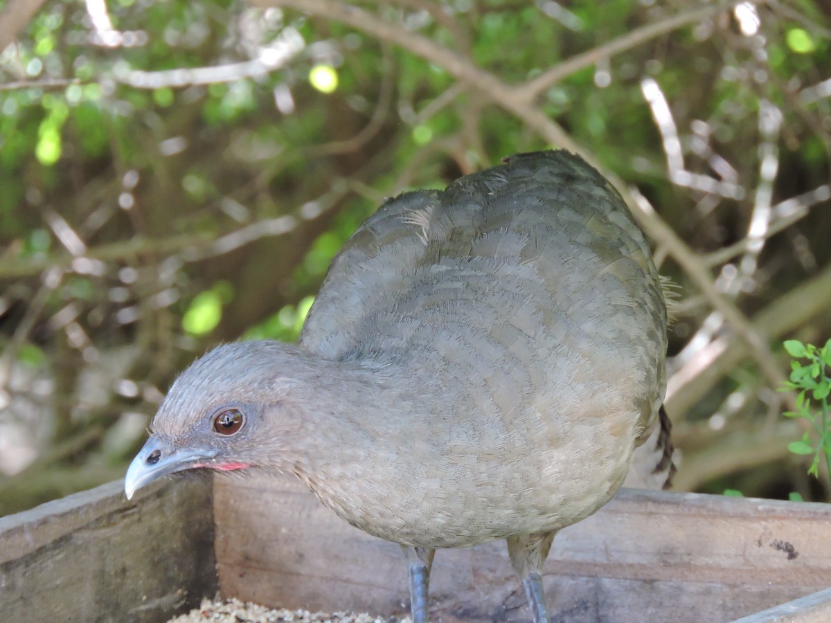 Plain Chachalaca - ML657426618