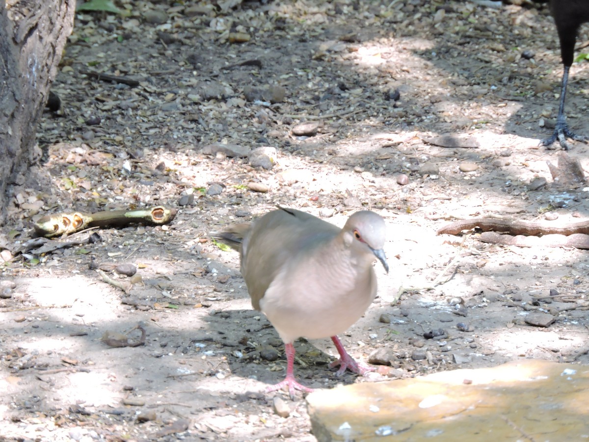 White-tipped Dove - ML657426647